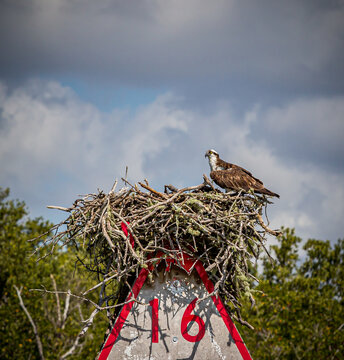 Osprey sits on nest on top of a marker sign in the intercoastal waterway