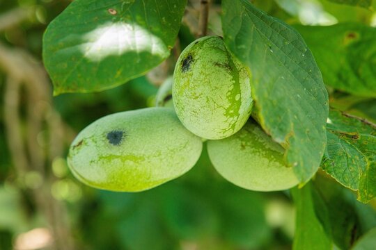 Closeup of a Pawpaw or Asimina fruit on a tree branch with leaves