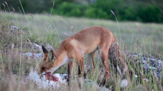 Red fox Vulpes vulpes on a nature beautiful background. Fox eats a bird chicken. Close up.