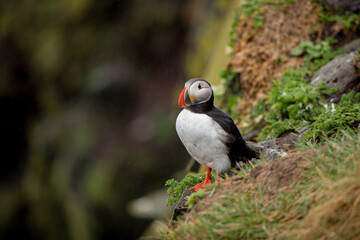 Papageientaucher auf Felsen