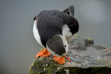 Papageientaucher auf Klippe