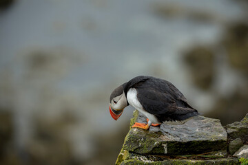 Papageientaucher auf Klippe