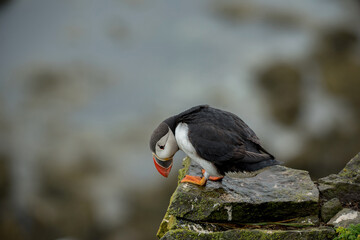 Papageientaucher auf Klippe