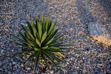 Close-up of Royal Yucca flowers. Tropical plant park in Poland, Zielona Gora.