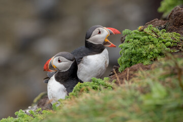 Papageientaucher Päarchen