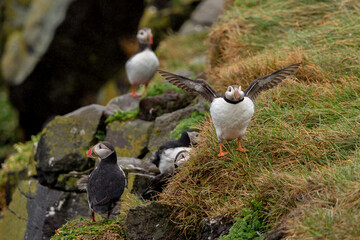 Papageientaucher Gruppe