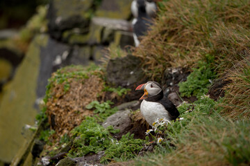 Papageientaucher auf Klippe