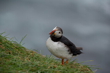 Papageientaucher