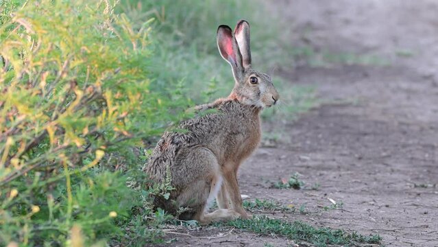 European hare Lepus europaeus, also known as the brown hare, are standing on a country road.