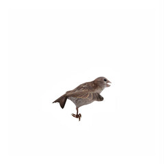 Sparrow