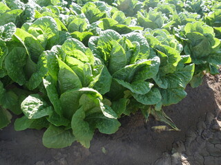Naklejka premium lettuce