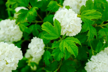 Background from white buds of viburnum. Blooming viburnum flowers on a branch in the garden for...