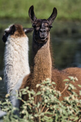 Llamas in Texas