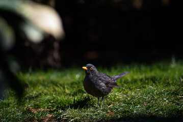 Obraz premium blackbird looking for earthworms in the grass