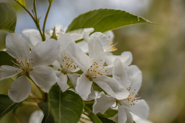 tree blossom