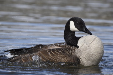 country goose swimming