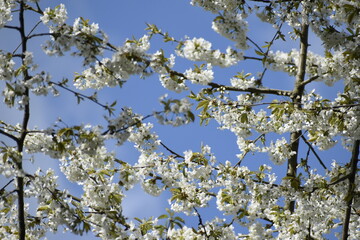 blossoming apple tree