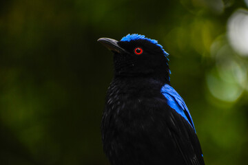 blackbird