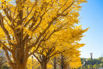 autumn leaves in the park　いちょう