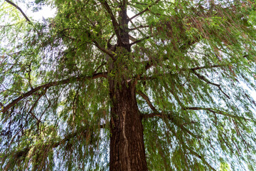 Liana tree in the forest with trunk tree, branches and Green leaves