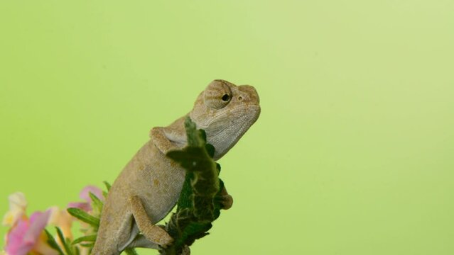 A chameleon walks on a branch, looks in different directions close-up on a green background.