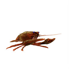 astacus