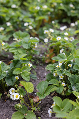 Strawberry plants in blossom. Agriculture, gardening concept.