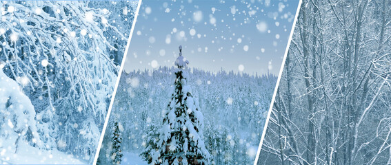 beautiful winter landscape, polar night, snowfall in forest, fluffy white snowflakes fall on ground, on coniferous trees, seasonal change of weather concept, winter has come, nature of Lapland