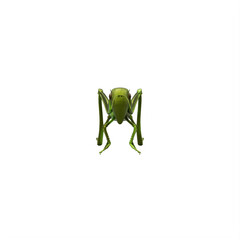 Grasshopper