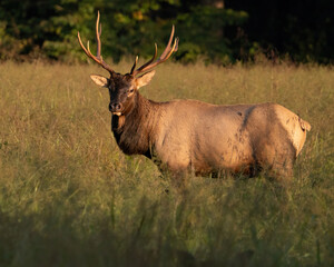 A Young Rocky Mountain Elk