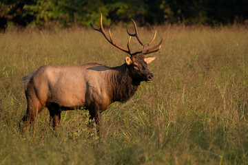Naklejka na ściany i meble A Young Rocky Mountain Bull Elk