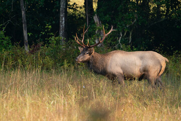 Naklejka na ściany i meble A Young Rocky Mountain Elk