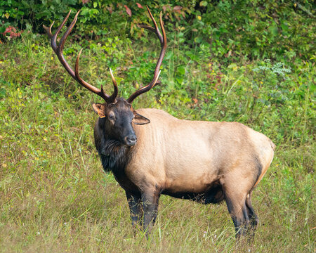 A Rocky Mountain Bull Elk