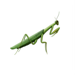Mantis