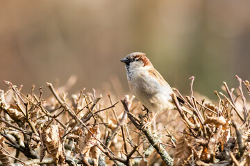 House sparrow (Passer domesticus) perched on a bush in autumn, wild bird in natural habitat
