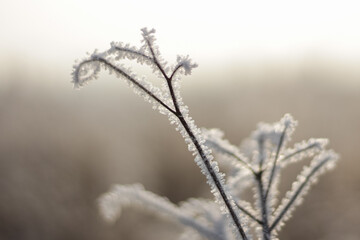 frozen stalk. a frosty winter day