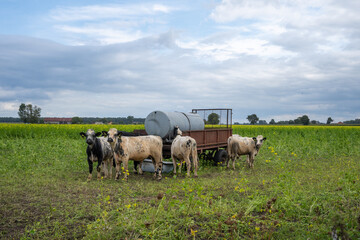 a herd of cows next to a water barrel
