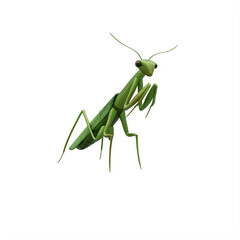Mantis