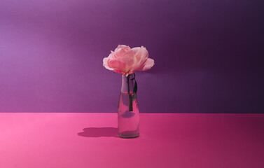 Minimal concept of blooming pink rose in a bottle. Theater scene on purple and pink background.