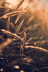 Dune Grass at the beach in sunset light. High quality photo