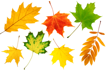 set or collection of colorful fallen autumn leaves isolated on white background, herbarium of leaves from different trees