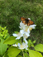 Butterfly orange-black on a summer day on a white flower. Natural background. Nature.