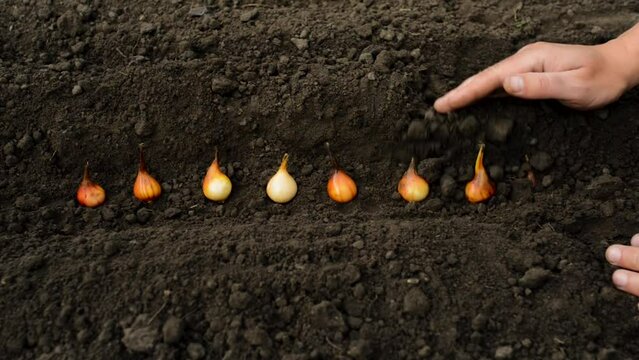 Autumn garden work, planting tulip bulbs in the ground. Men's hands cover tulip bulbs with earth. Plant transplant concept.