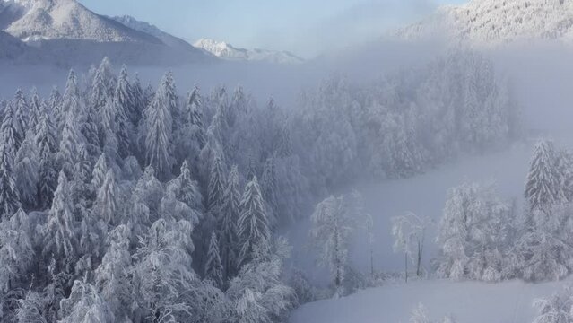 Aerial shot of winter forest and mountains covered in snow, morning fog, frozen forest