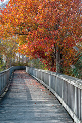 Fototapeta na wymiar Wooden boardwalk in the autumn