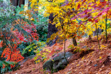 Naklejka na ściany i meble Japanese maple tree in autumn, New England