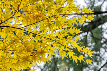 Japanese maple tree in autumn, New England