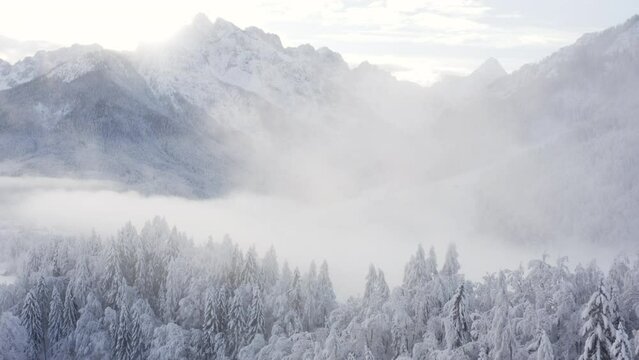 Aerial shot of winter forest and mountains covered in snow, morning fog, frozen forest