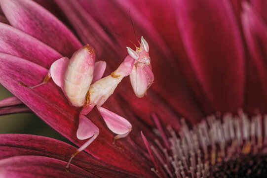 Orchid mantis close-up, native to Southeast Asia.