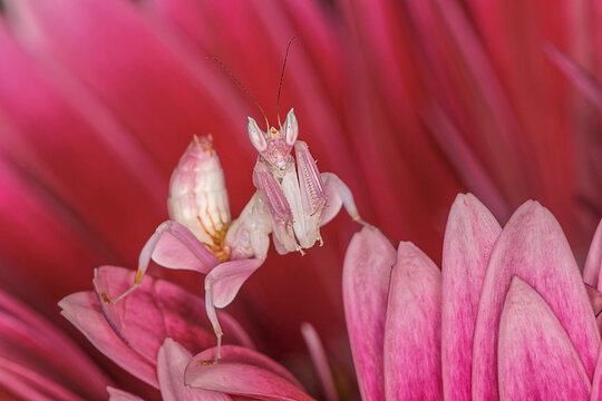 Orchid mantis close-up, native to Southeast Asia.